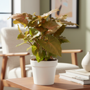 Buy rare Syngonium Merry online, unique tropical houseplant with heart-shaped leaves, best care for Syngonium Merry