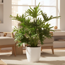 Buy Lacy Tree Philodendron Massive, Architectural Indoor Plant