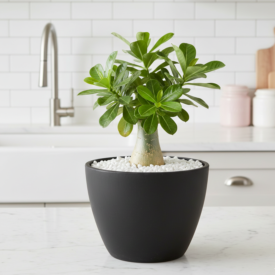 black terracotta plant pots Sustainable Eco Planter Pots - Black & TerraCotta
