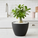 eco friendly pots, sustainable planters, recycled material pots, black terracotta pots, lightweight planters, durable plant pots, 4 inch eco pot, 6 inch eco pot, indoor outdoor planters, eco pots, unique design planters, recycled plastic