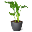 Strelitzia nicolai, White Bird of Paradise, Giant Bird of Paradise live plants, South African native plant