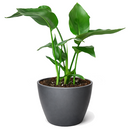 Strelitzia nicolai, White Bird of Paradise, Giant Bird of Paradise live plants, South African native plant