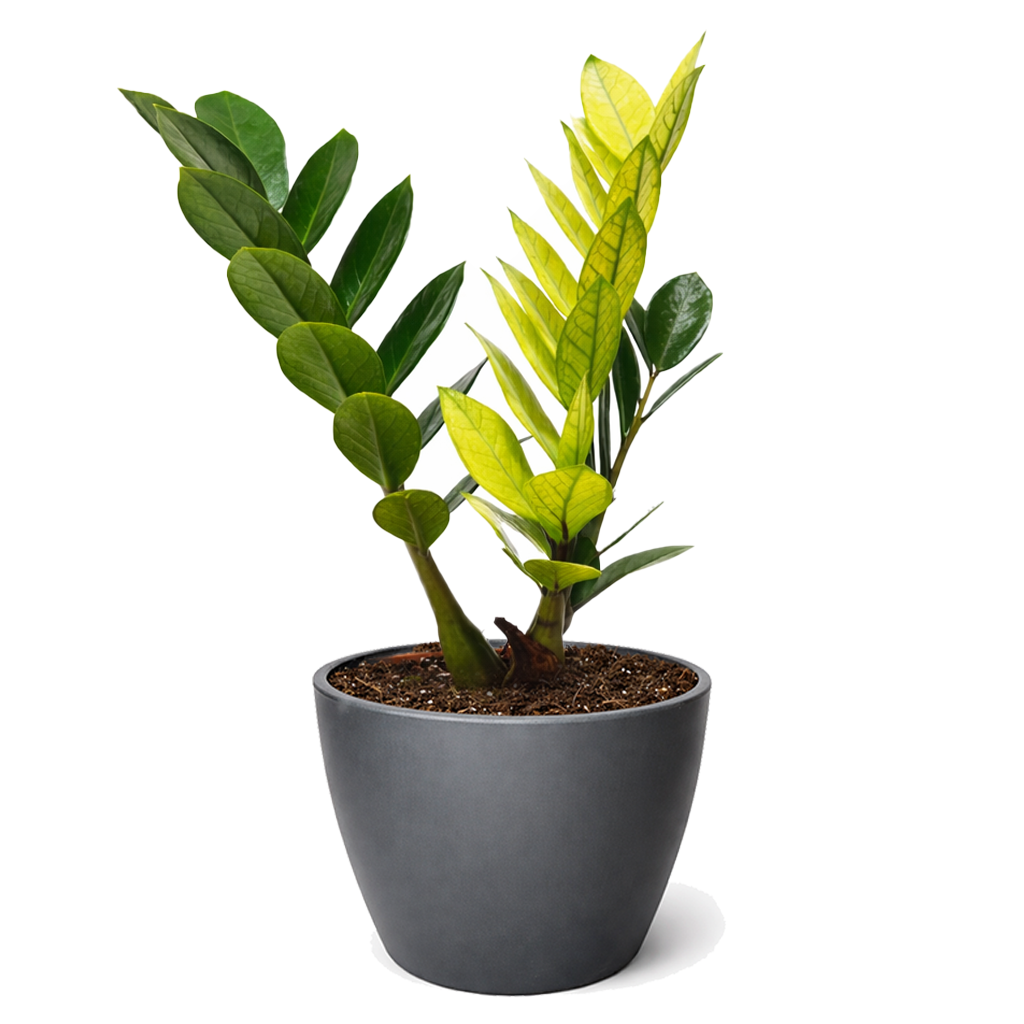 Shop the rare ZZ 'Chameleon' in mint decorative pot online, Rare Yellow Variegated ZZ Plant, Easy care houseplants for home office decor
