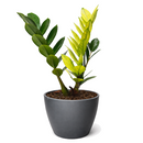 Shop the rare ZZ 'Chameleon' in mint decorative pot online, Rare Yellow Variegated ZZ Plant, Easy care houseplants for home office decor