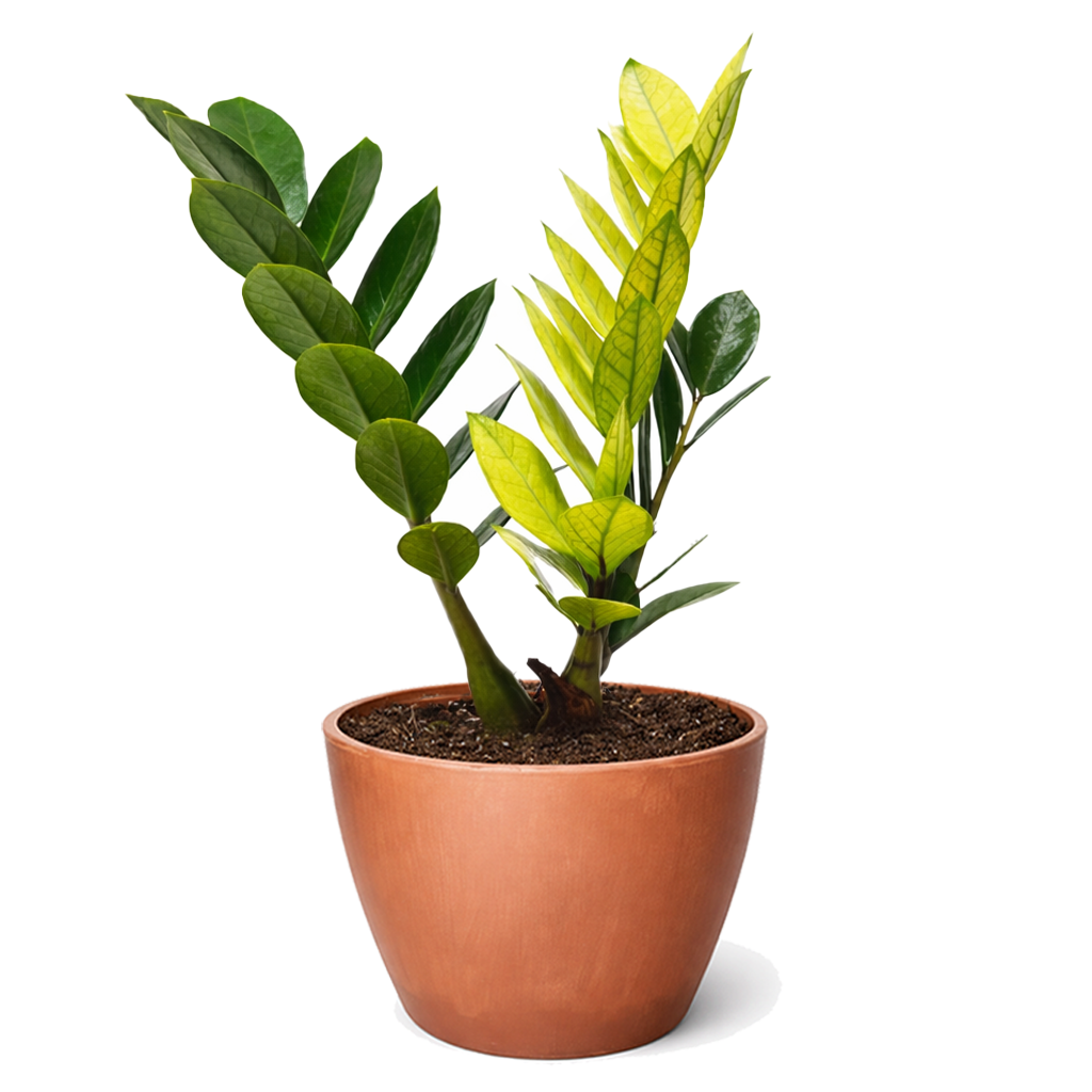 Shop the rare ZZ 'Chameleon' in mint decorative pot online, Rare Yellow Variegated ZZ Plant, Easy care houseplants for home office decor