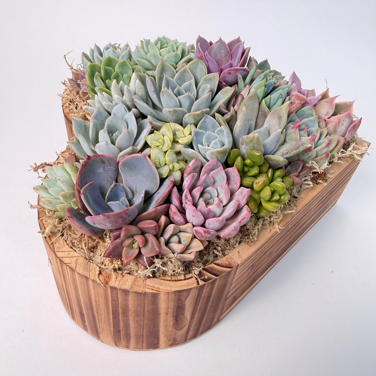 Close-up perspective of a large heart succulent arrangement showing the natural wood grain of the cedarwood planter