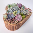 Premium large live succulent heart arrangement in a natural cedarwood container, isolated on a white backdrop