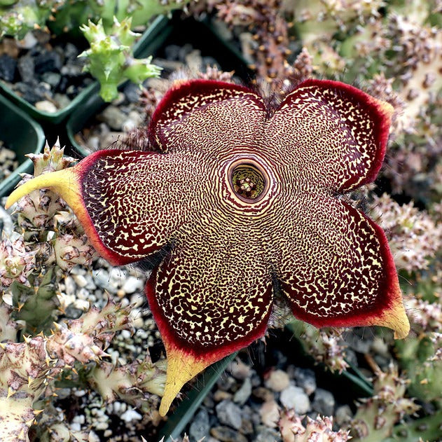 Edithcolea grandis Persian Carpet Flower