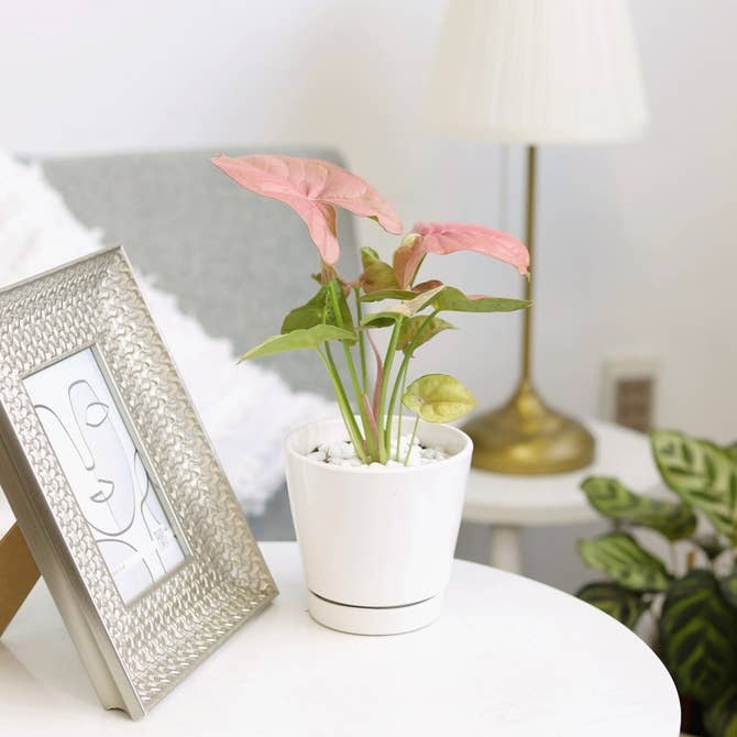 4 inch white ceramic pot with drainage hole and attached saucer, Buy houseplant pots online