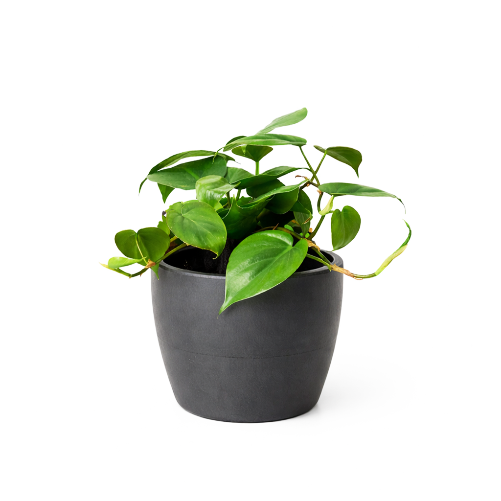Philodendron Cordatum, philodendron cordatum care, cordatum philodendron, caring for an philodendron cordatum