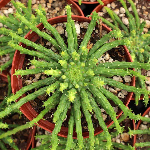 Euphorbia flanaganii Medusa Head