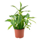 Dieffenbachia Green Magic 6-inch houseplants, live plants for sale, Beautiful foliage houseplants for Home Office