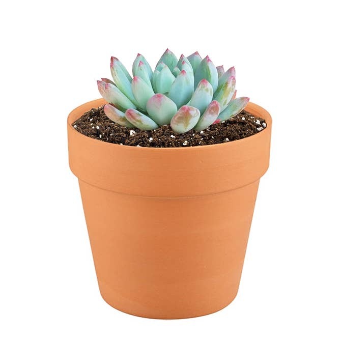 Orange Concrete Planter