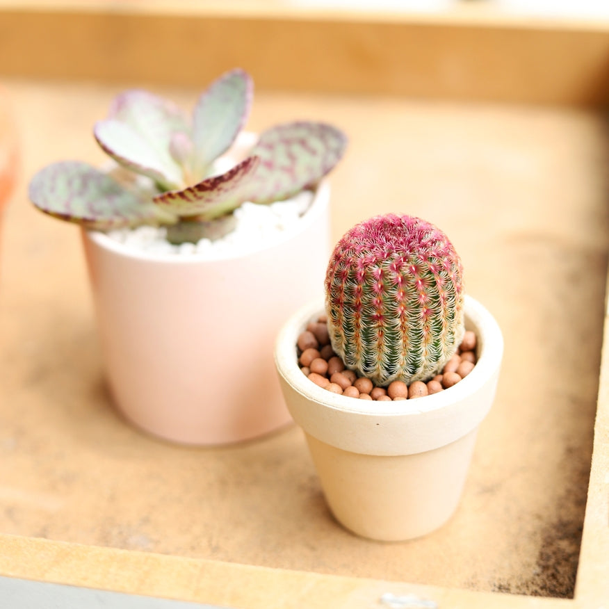 cute little succulent pots Cactus Pack 2 Succulents / Plastic Pot