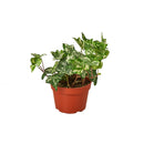 6" pot english ivy 'kolibre' live air plant for sale, dense creamy white variegated trailing foliage, glossy textured lobed leaves, fast-growing evergreen vine, air-purifying and toxin-reducing qualities, displayed on a high shelf for a lush trailing bohemian accent, a wonderful gift for houseplant collectors