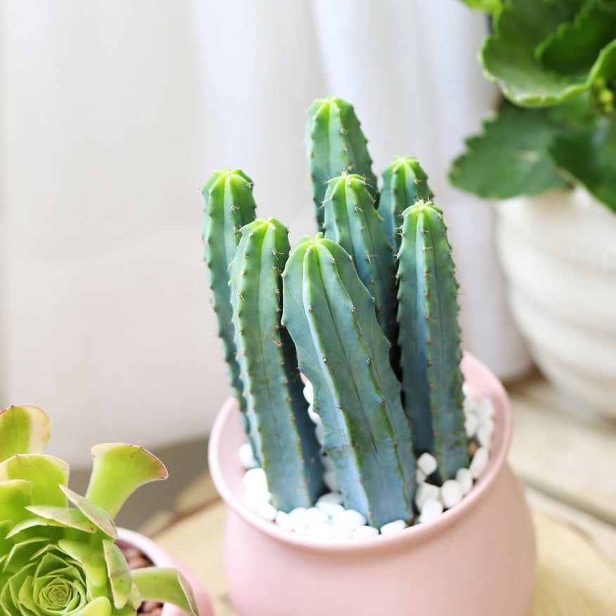 mini succulents plants Cactus Pack 2 Succulents / Plastic Pot