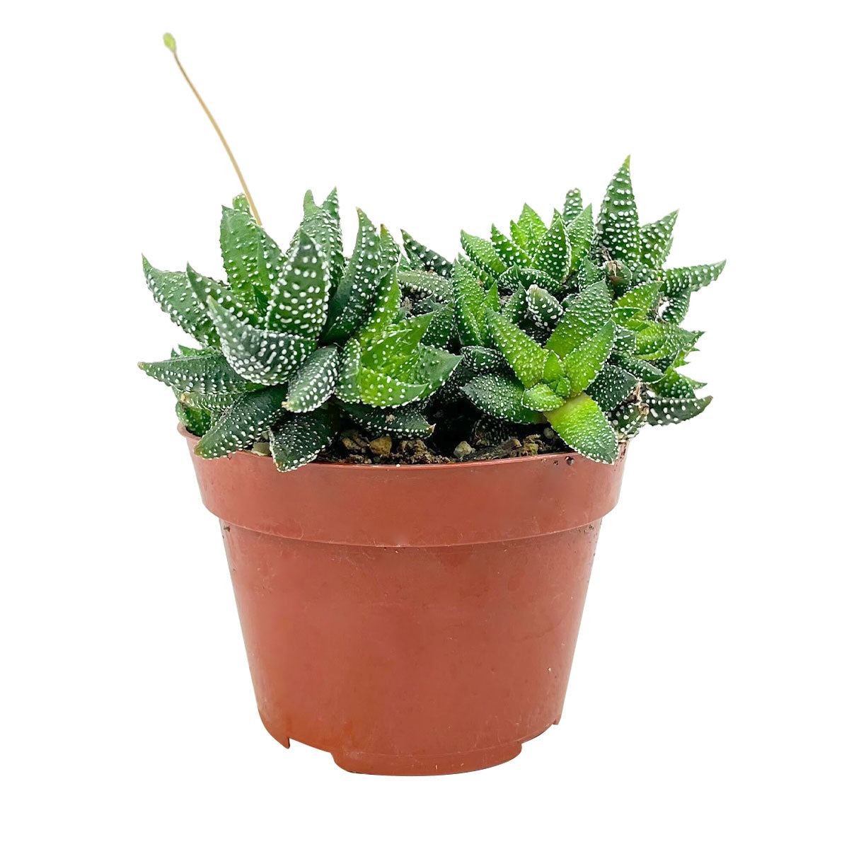 Haworthia attenuata &#39;Enon&#39; 2 inch pot, 4 inch pot for sale, Easy Care houseplants for beginners, Striking Unique Succulents as Gifts, Rosette Succulents for Home Office Decoration