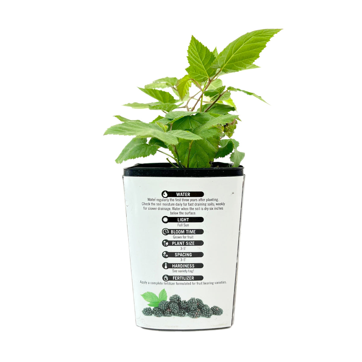 chester blackberry, buy chester blackberry online, Chester Blackberry Bush, Chester Blackberry Bush in ca