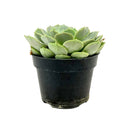Echeveria &#39;Fury&#39;, 2 inch Echeveria &#39;Fury&#39;, 4 inch Echeveria &#39;Fury&#39;, echeveria for sale, succulents shop in ca