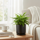 Jester's Crown Fern, Nephrolepis exaltata, ruffled Boston Fern, curly Boston Fern, compact Boston Fern, textured foliage plant, unique houseplant, hanging basket fern, indoor plant decor, elegant houseplant