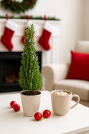 Rosemary Holiday Tree, Aromatic Holiday Tree, Christmas Shaped Houseplants, Christmas Tree Gift Ideas, Holiday Tree for Home Decor