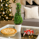 Rosemary Holiday Tree, Aromatic Holiday Tree, Christmas Shaped Houseplants, Christmas Tree Gift Ideas, Holiday Tree for Home Decor