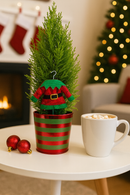 Living Christmas gift idea elf, Miniature Christmas tree in striped pot