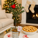 Buy small olive topiary indoor, Elegant live plant holiday decor, Rustic Olive Topiary in Silver Metal Tin with Rope