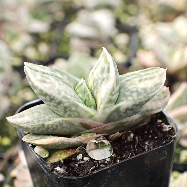 Gasteria Fuji Yuki
