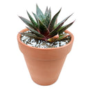 Gasteria Flow Aloe for sale, Rare succulents, succulent care tips, Succulents shop near me, succulent plant, monthly succulents, indoor succulents, succulent subscription, succulents store in CA, Gasteria Flow Aloe in California, How to grow Gasteria Flow Aloe, Lace Aloe
