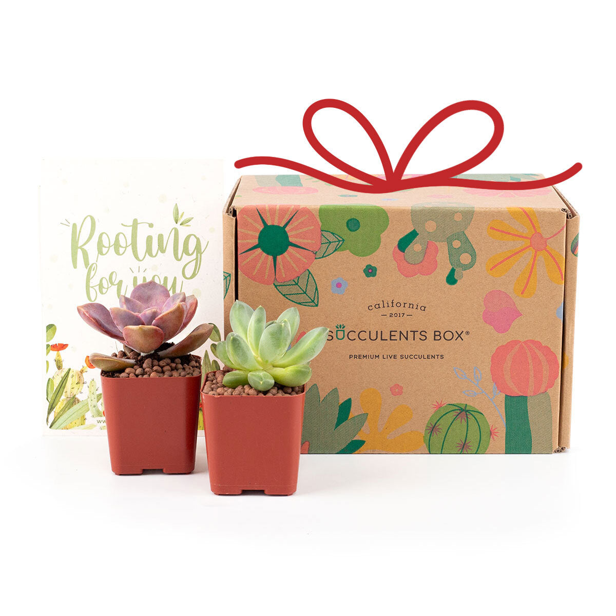 Monthly Subscription Box as a gift, Live succulent gift ideas