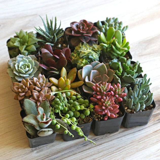 2 inch Succulents, Echeveria Collection, Indoor Garden Kit, Easy Care Greenery, Desktop Plants, Succulent Variety Pack