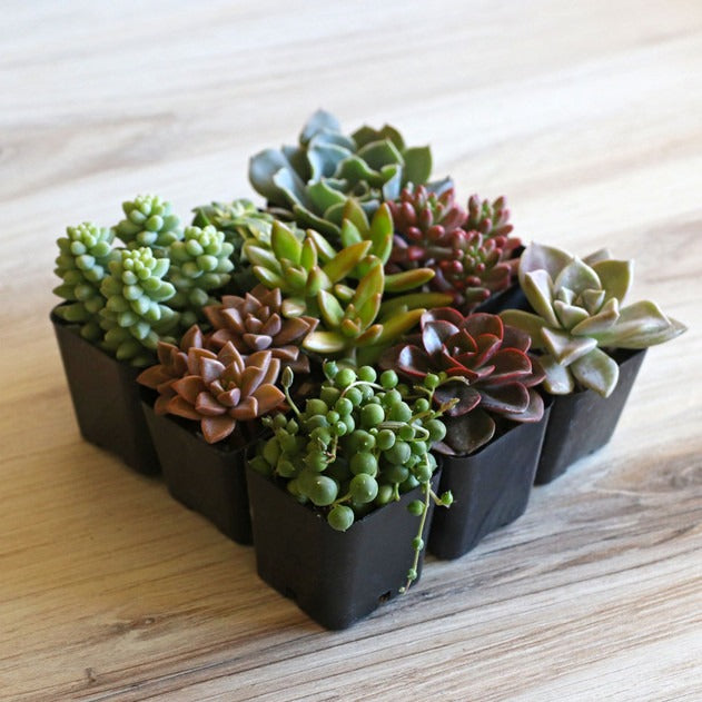Live Succulent Set (9-16 Pack), 2-inch Potted Assorted Plants, Indoor Garden Sampler, Gift for Her, Birthdays, or Housewarming