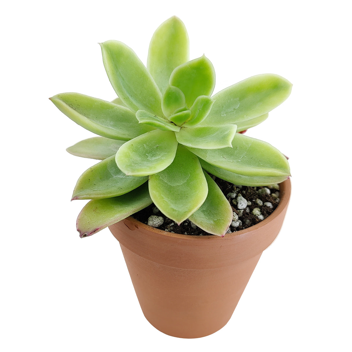 golden glow succulent care Echeveria Golden Glow