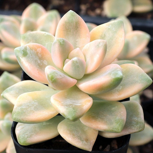 Graptoveria Titubans Variegata