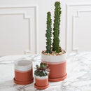 Dawn Pot