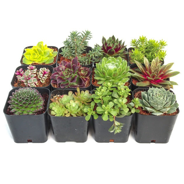Hardy Outdoor Succulent Pack, Cold-Tolerant Perennial Variety (6, 12, or 20 Count), Live 2" Potted Rock Garden Plants
