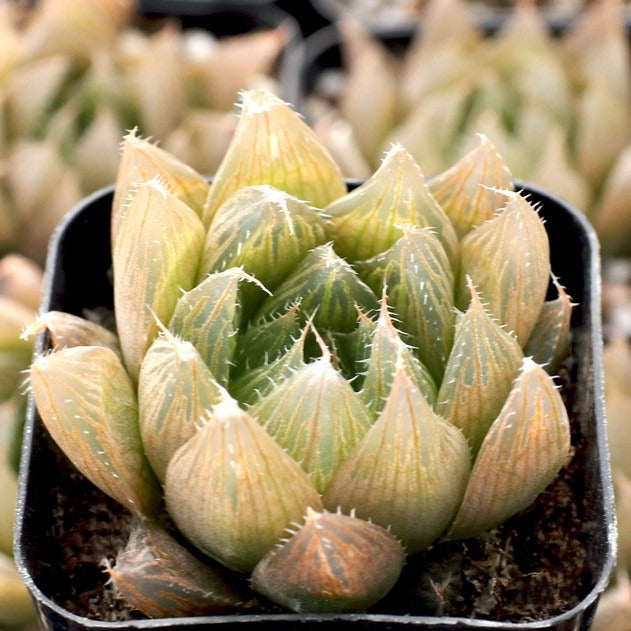 Haworthia cooperi