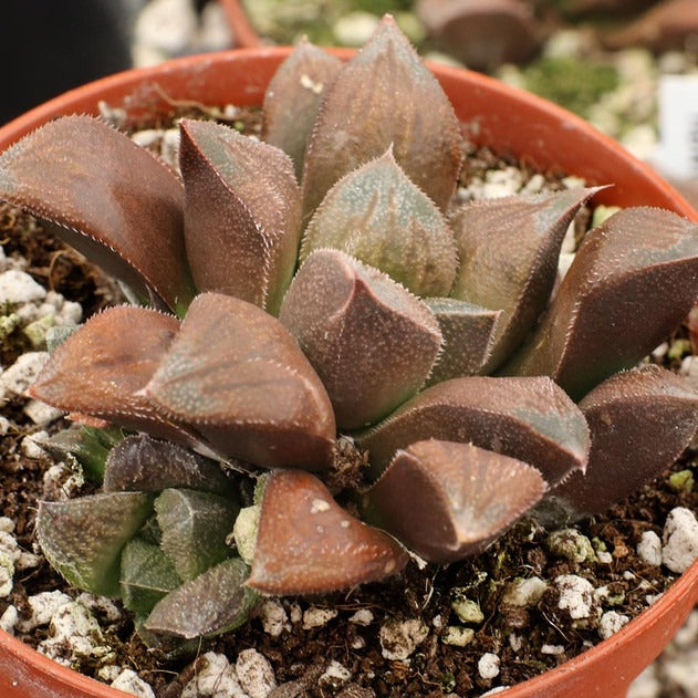 Haworthia Chocolate