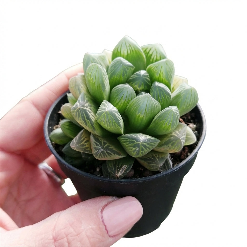 Haworthia cooperi var. dielsiana succulent for sale, rare unique succulent for gifting