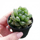 4"Haworthia cooperi var. dielsiana succulent for sale, rare unique succulent for gifting