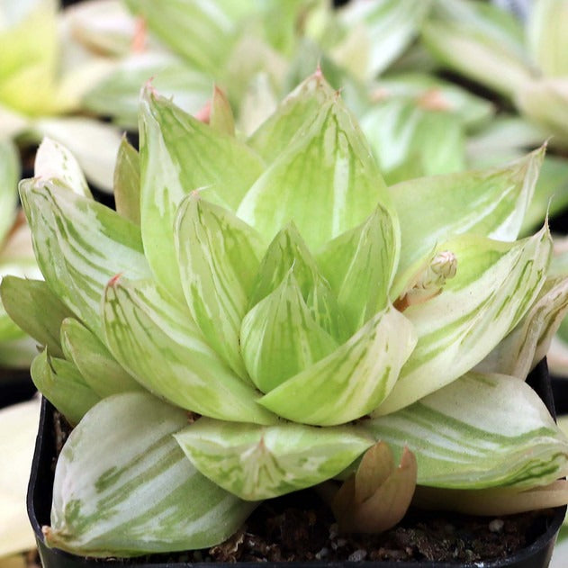 Haworthia cymbiformis f. variegata