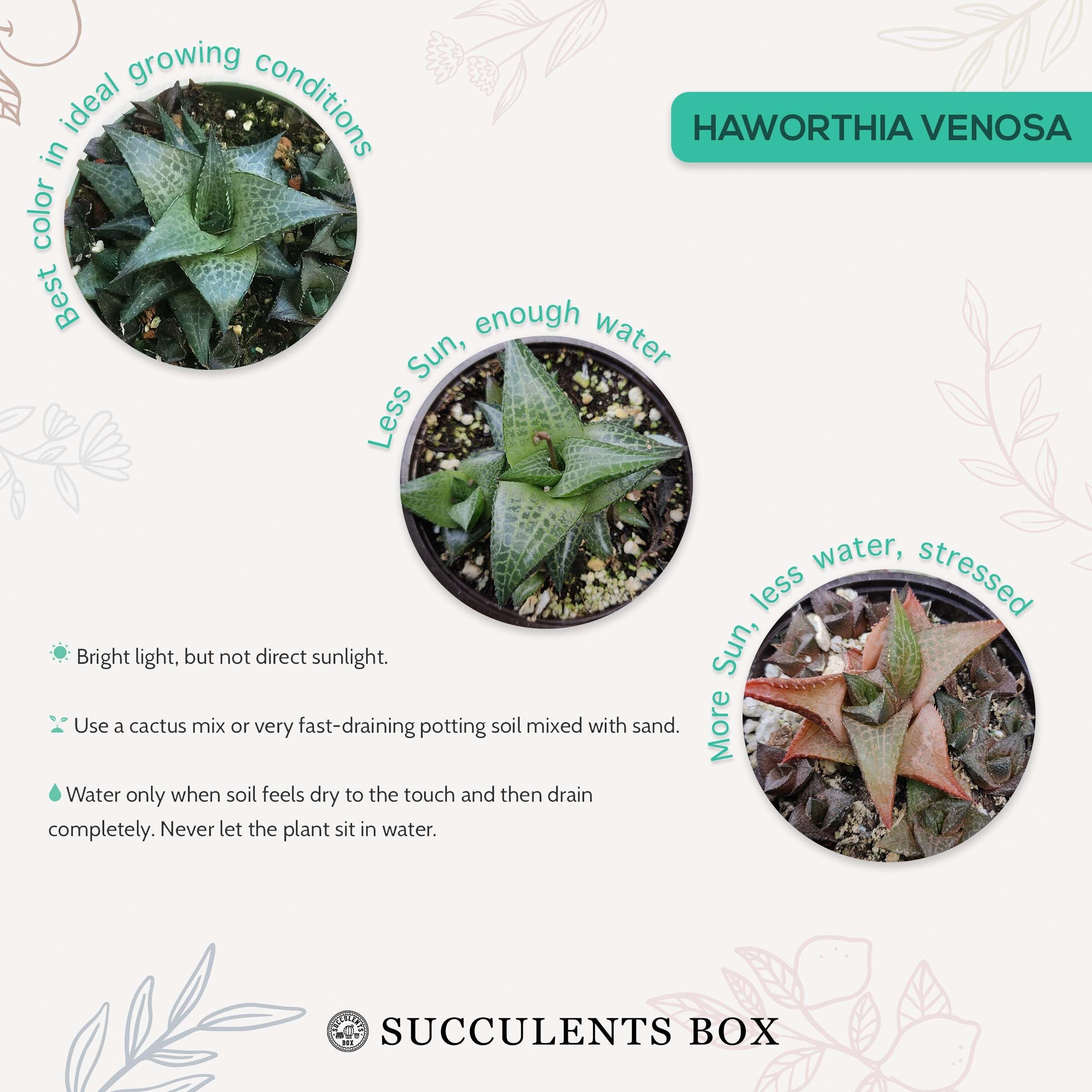 venosa succulent Haworthia Venosa Succulent Plant with Care Instruction 2 inch / White Modern Pot by Succulents Box
