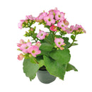 Kalanchoe blossfeldiana &#39;Calandiva Pink&#39;