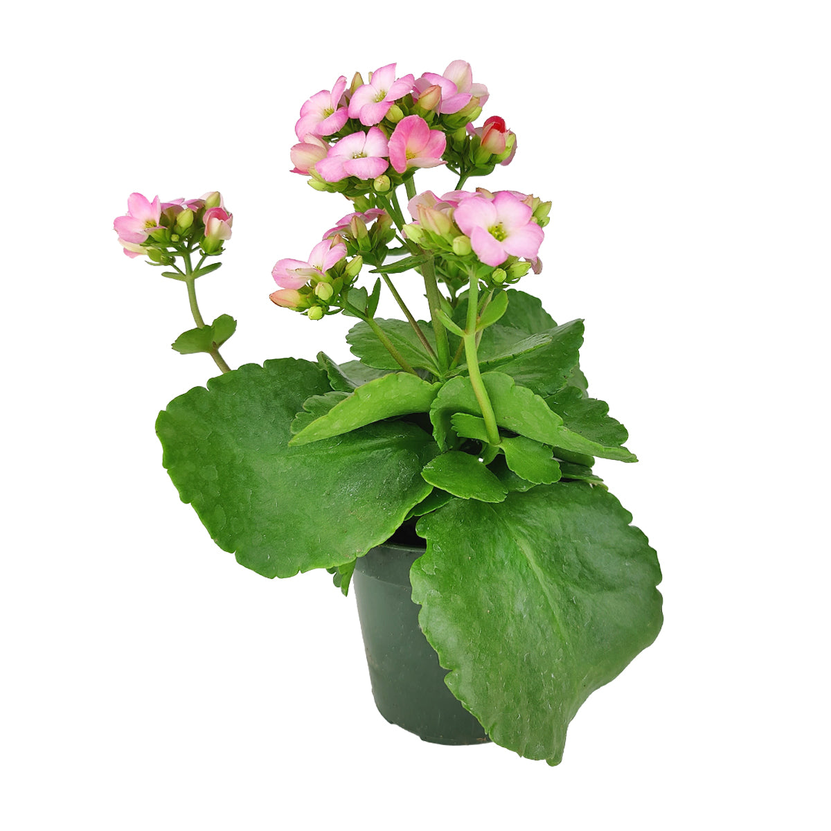 Kalanchoe blossfeldiana Calandiva Pink, Canlandiva for sale, pink flower houseplant, easy care flowering plant for homes and office, best gift plant ideas