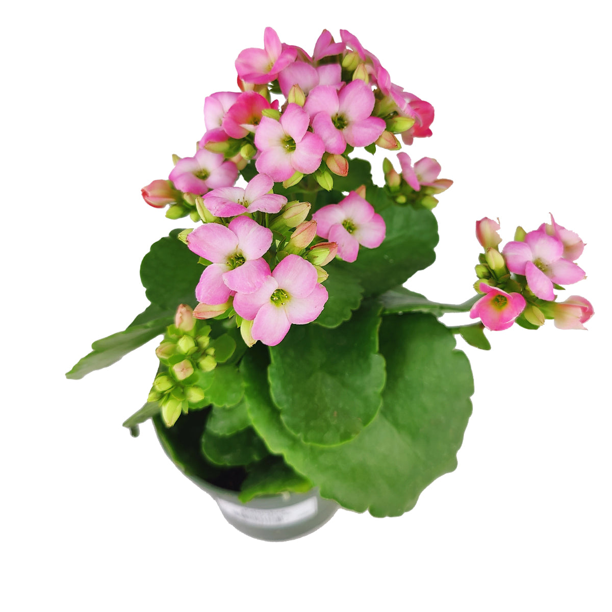 Kalanchoe blossfeldiana &#39;Calandiva Pink&#39;, Colorful Houseplant, Flowering Houseplant, Colorful Flowering Houseplant, buy Kalanchoe online