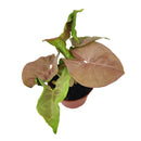 Syngonium Neon Robusta, Pink Arrowhead Vine Plant, colorful foliage houseplant, variegated plant, pink houseplant, easy to care for air-purifying houseplant, small houseplant, where to buy colorful houseplant  