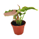 Syngonium Neon Robusta, Pink Arrowhead Vine Plant, colorful foliage houseplant, variegated plant, pink houseplant, easy to care for air-purifying houseplant, small houseplant, where to buy colorful houseplant  