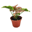 Syngonium Neon Robusta, Pink Arrowhead Vine Plant, colorful foliage houseplant, variegated plant, pink houseplant, easy to care for air-purifying houseplant, small houseplant, where to buy colorful houseplant  