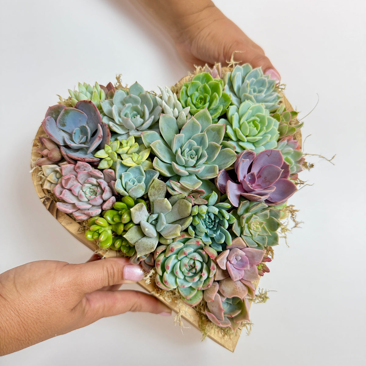 Two hands holding a large 10-inch heart-shaped cedarwood planter filled with live succulents to showcase its real-life size
